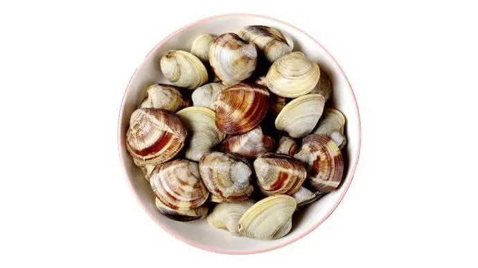新鲜鲜活美蛤 500g±10g/份