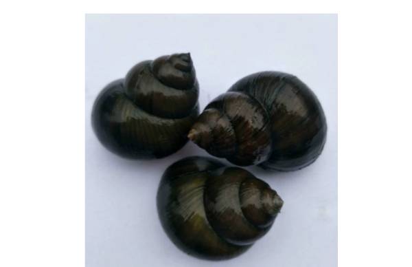 新鲜大号田螺 500g±50g/份