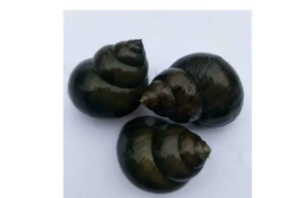 新鲜大号田螺 500g±50g/份