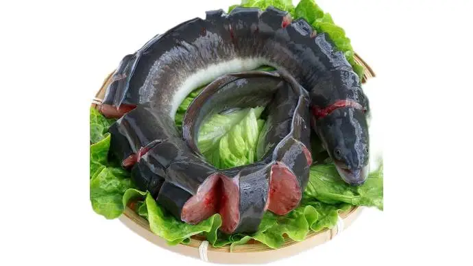 鲜活整条河鳗鱼   1000g/条  【称重退差价】