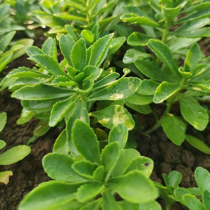 干货 养心草   100g/份