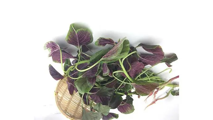 新鲜红苋菜     450g-500g/份  