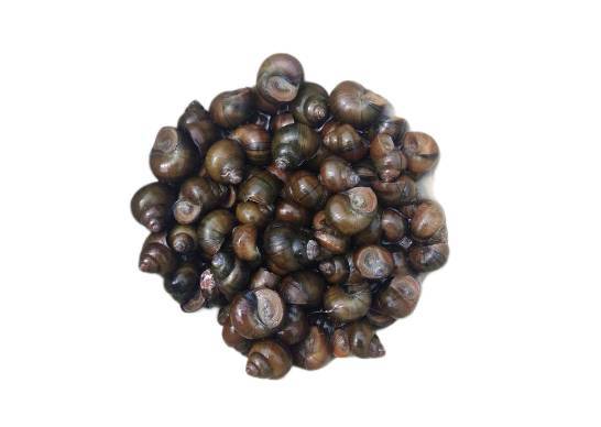 新鲜小号田螺   450g-500g/份