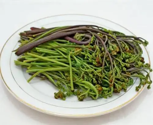 新鲜蕨菜    450g-500g/份