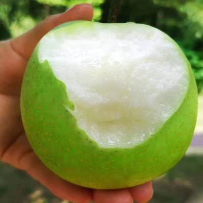 新鲜青皮梨    400g-450g/份