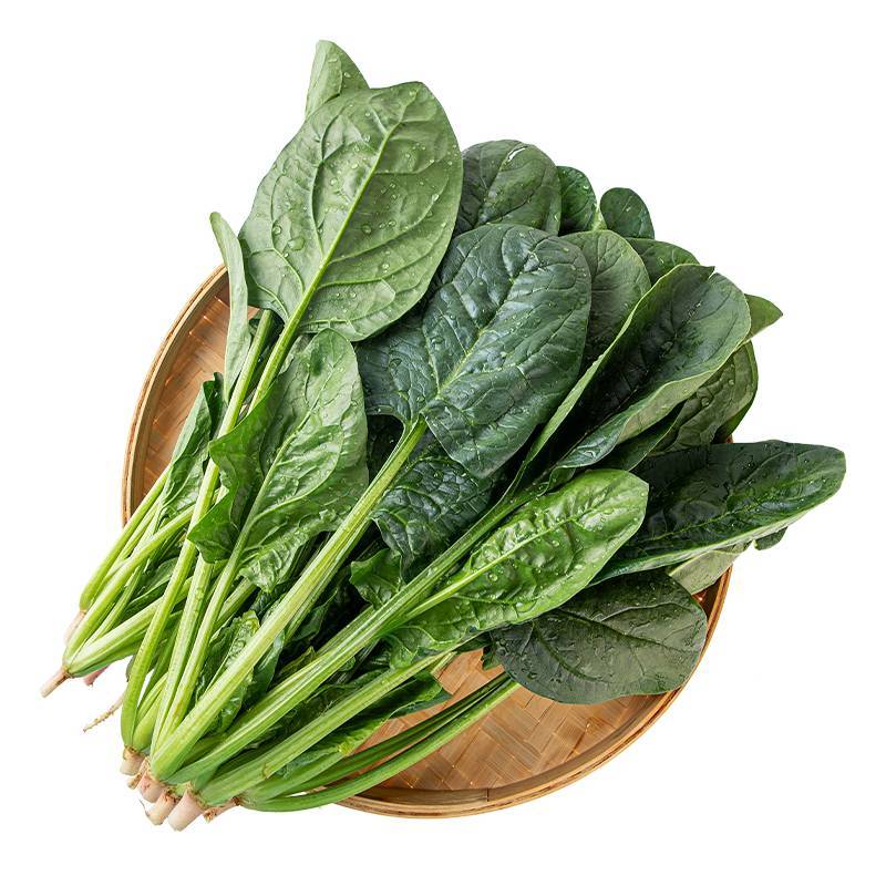 新鲜菠菜450g-500g/份