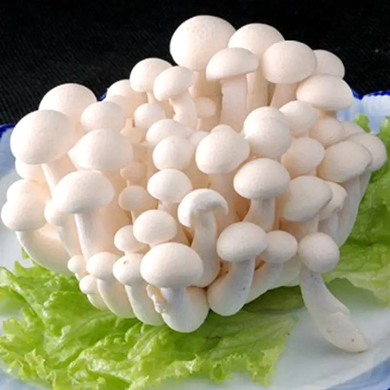 新鲜白玉菇 150g/包