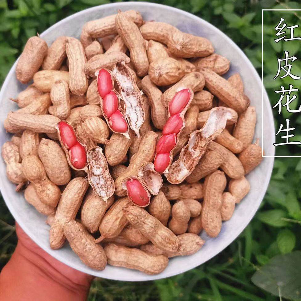 新鲜花生带壳湿花生   450g-500g/份
