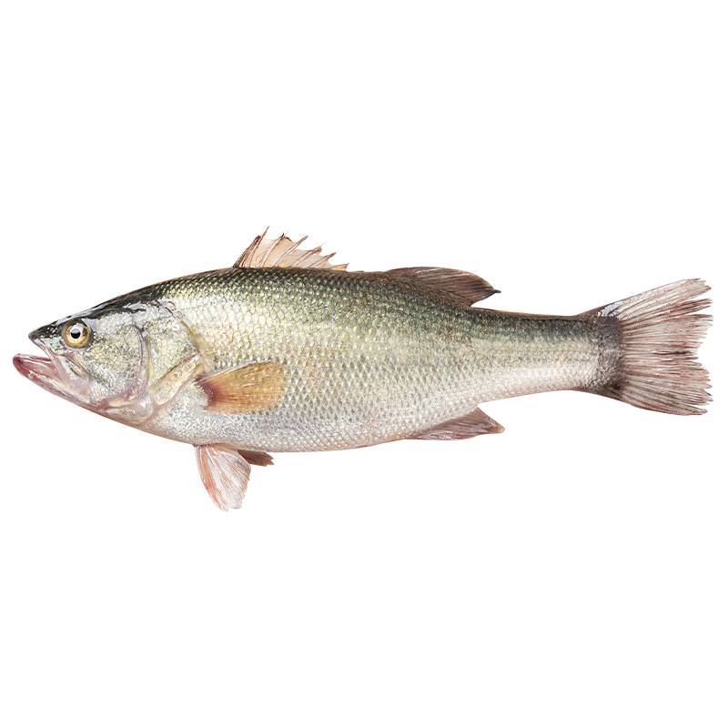 鲜活鲈鱼重量300g-350g/条