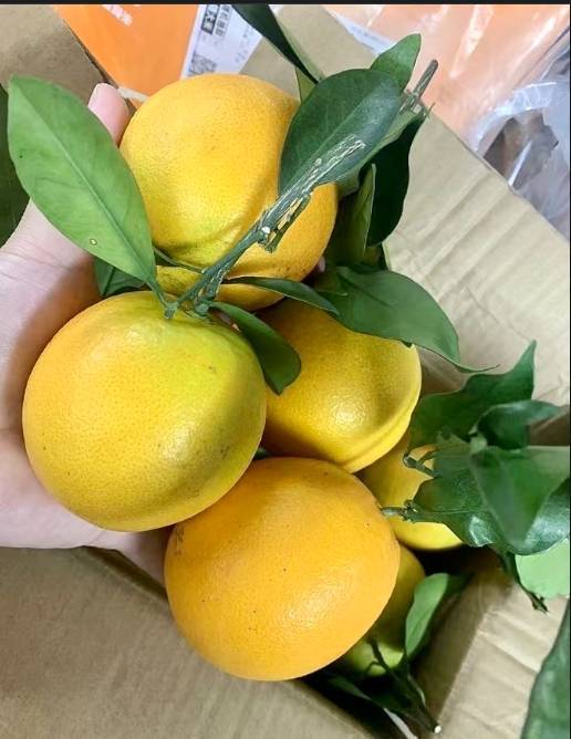 新鲜平和鲜橙 1.8-2斤/份