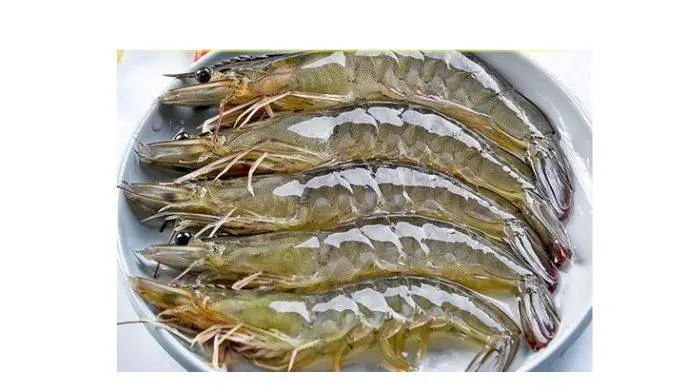 鲜活中号明虾  500g±50g/份  部分缺氧不挑捞捞去