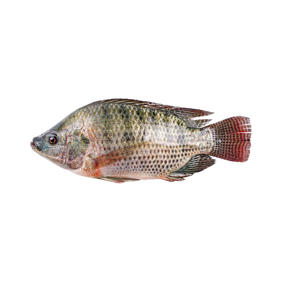 罗非鱼杀前重   800g/条