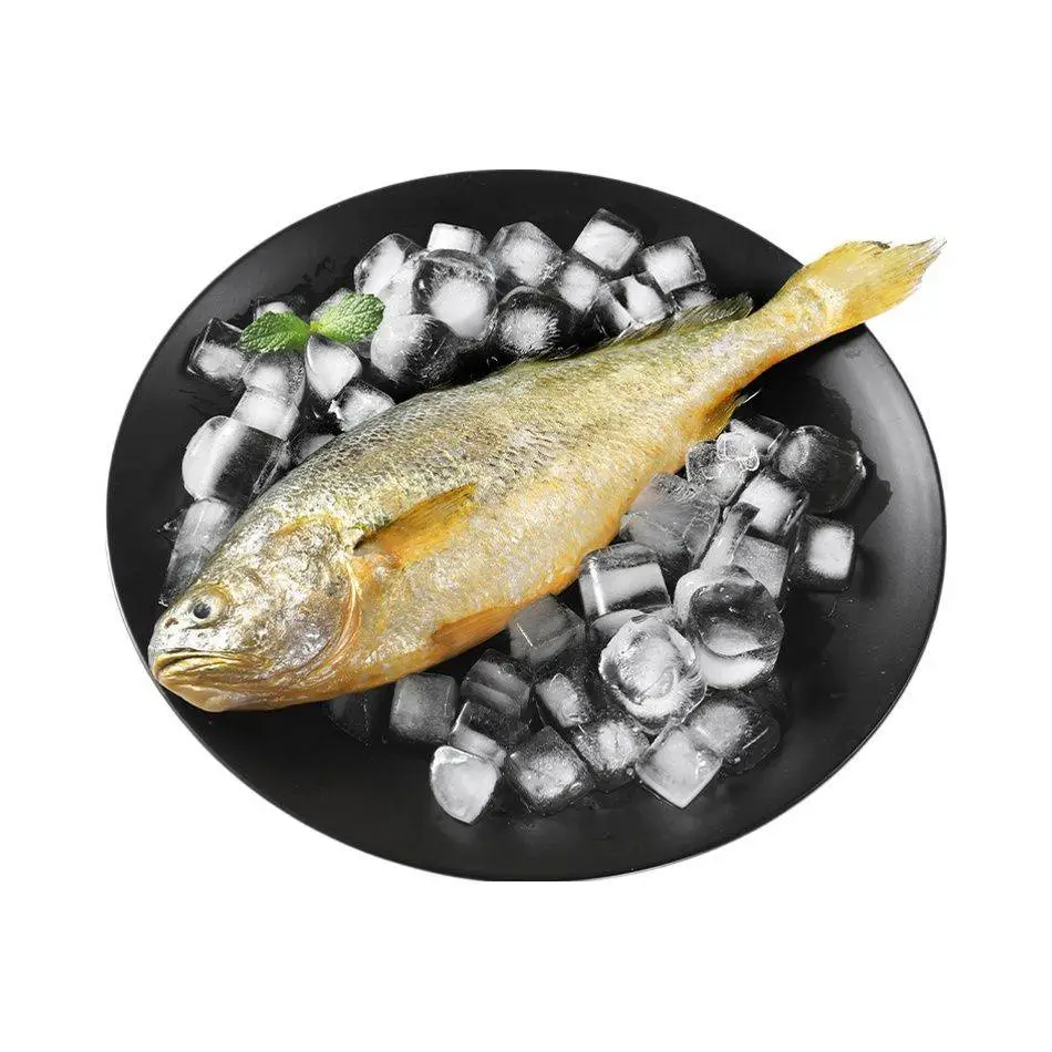 大黄鱼500g±50g/条