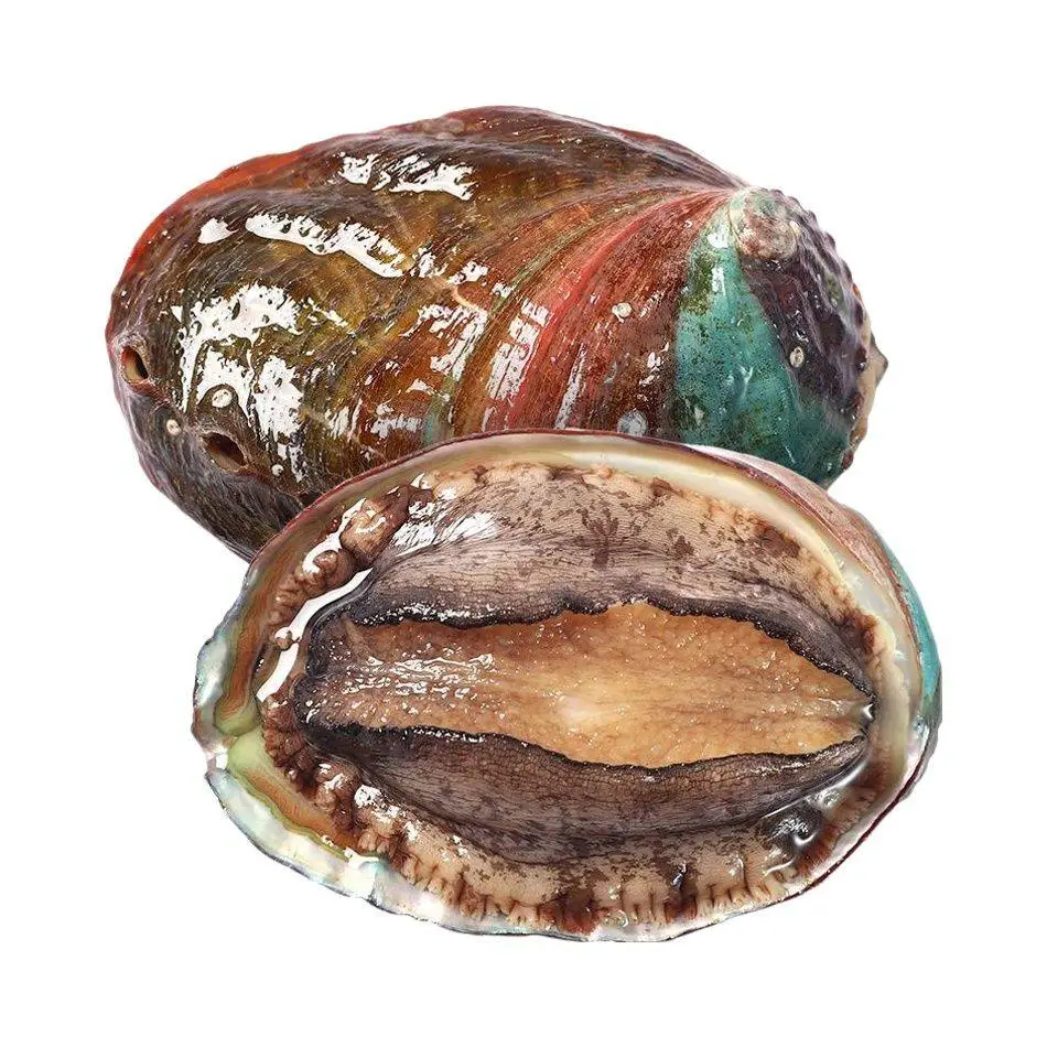 鲍鱼（个） 1/个