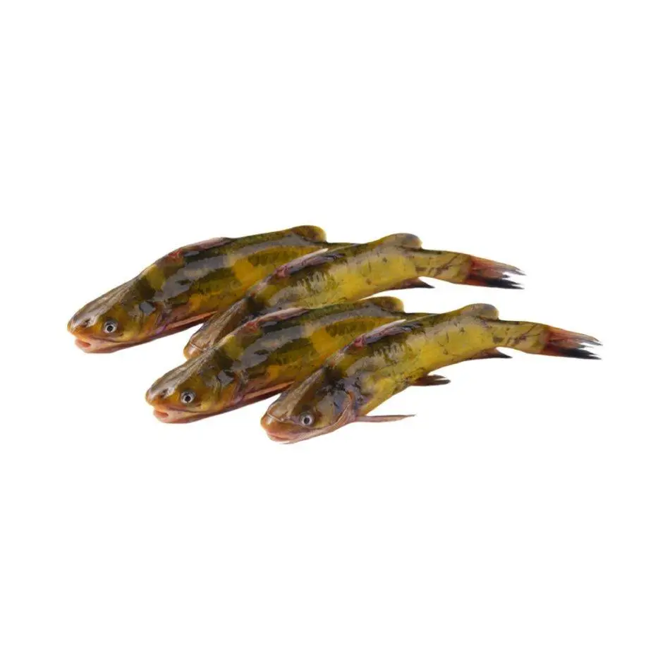 黄刺鱼 杀前重140g-150g/条