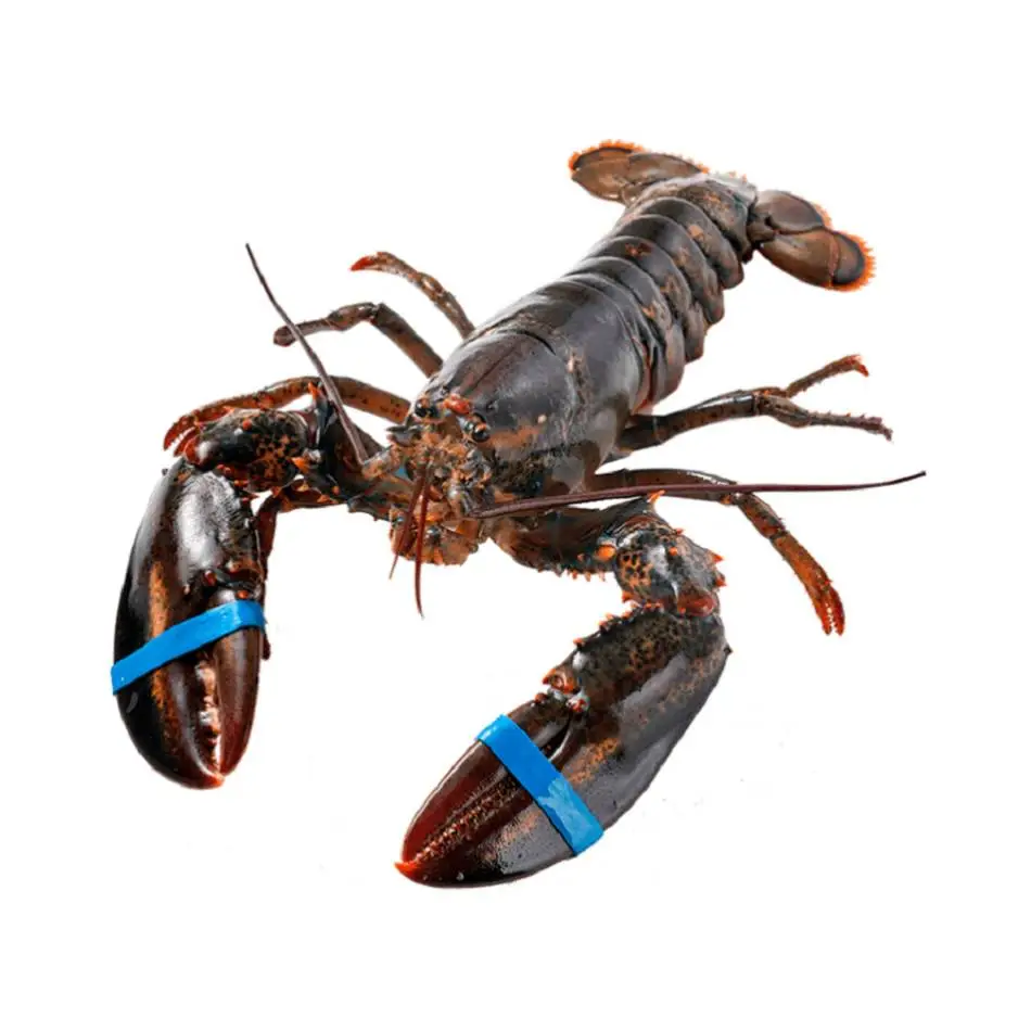 波龙虾1kg/只【称重补差】