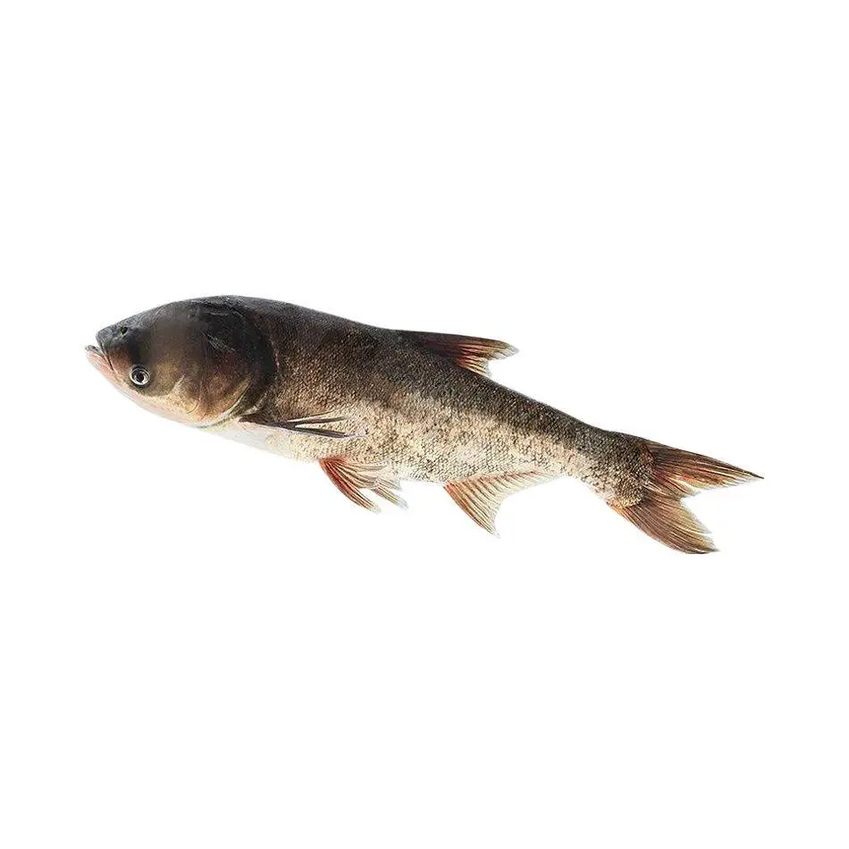 花鲢 杀前重2.5kg±150g