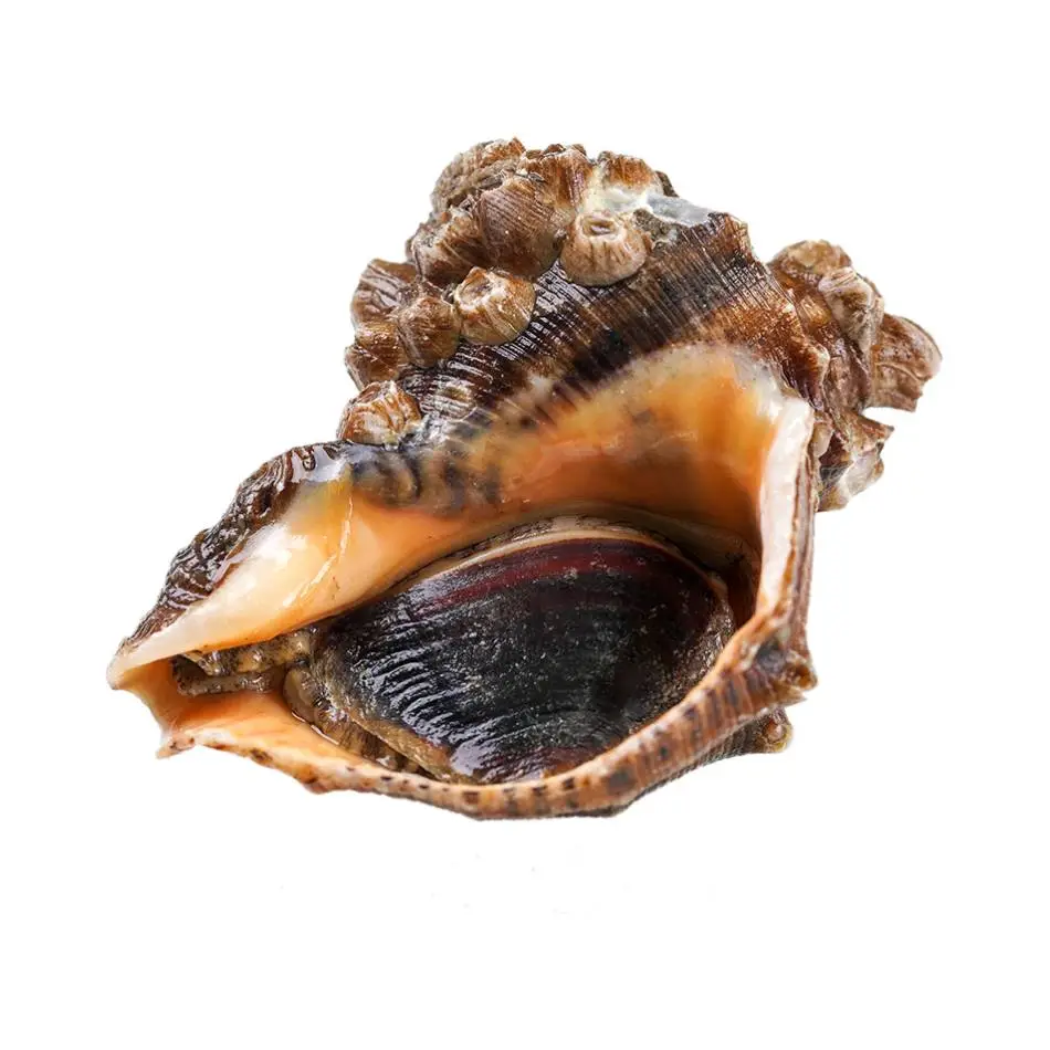 大海螺  450g-500g/份