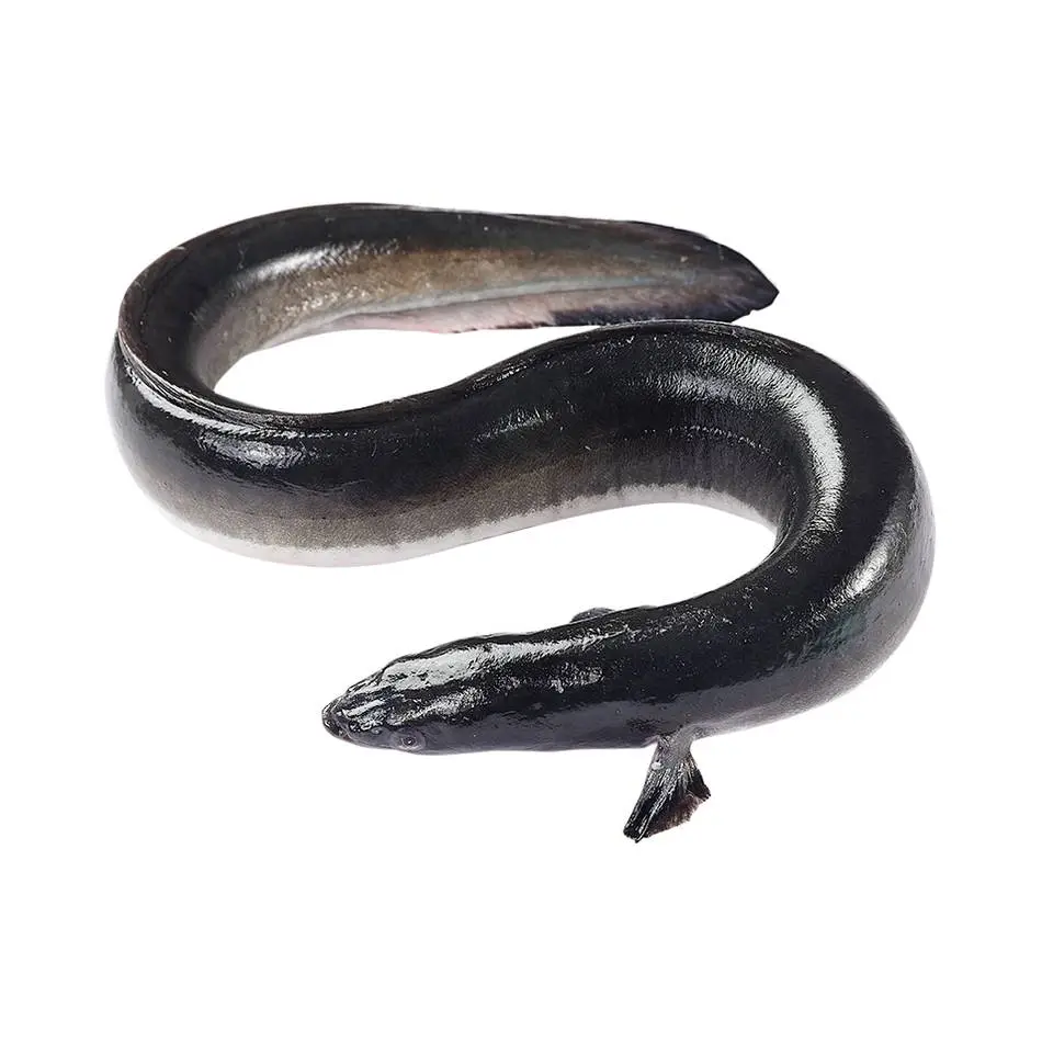 河鳗  杀前重1.5kg/条【称重补差】