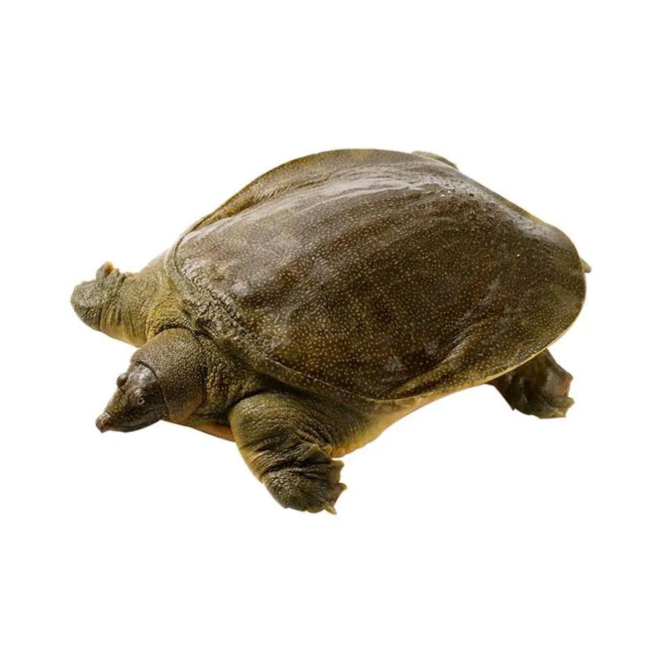 黄皮大甲鱼 杀前重2kg/只【称重补差】