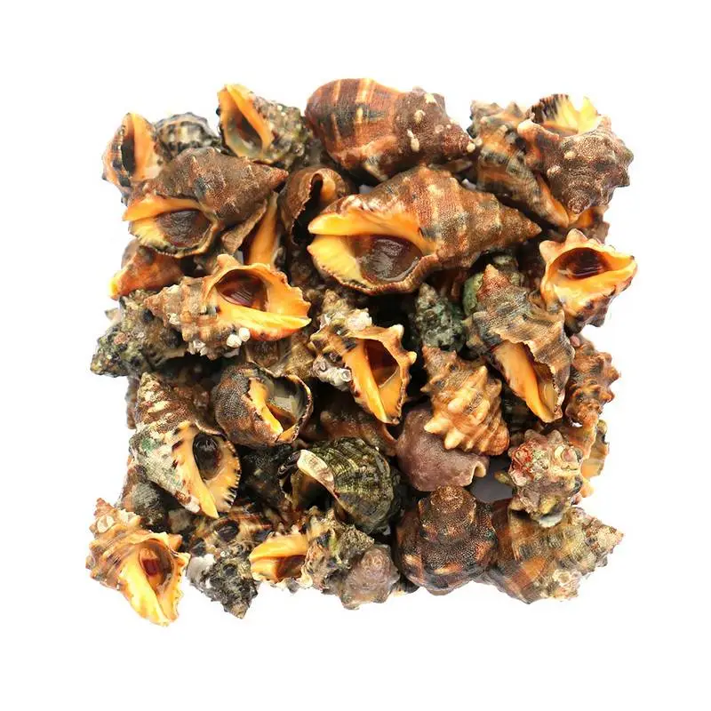 苦螺  450g-500g/份