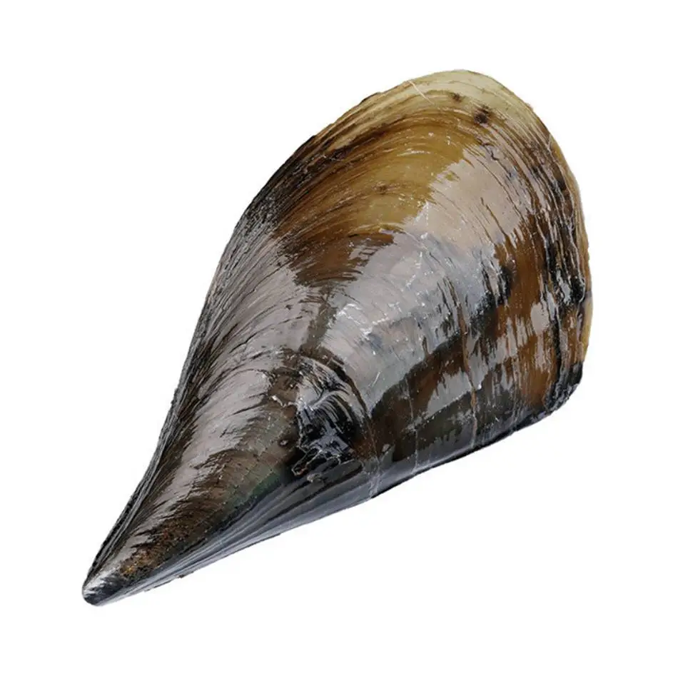 带子（个） 1/个