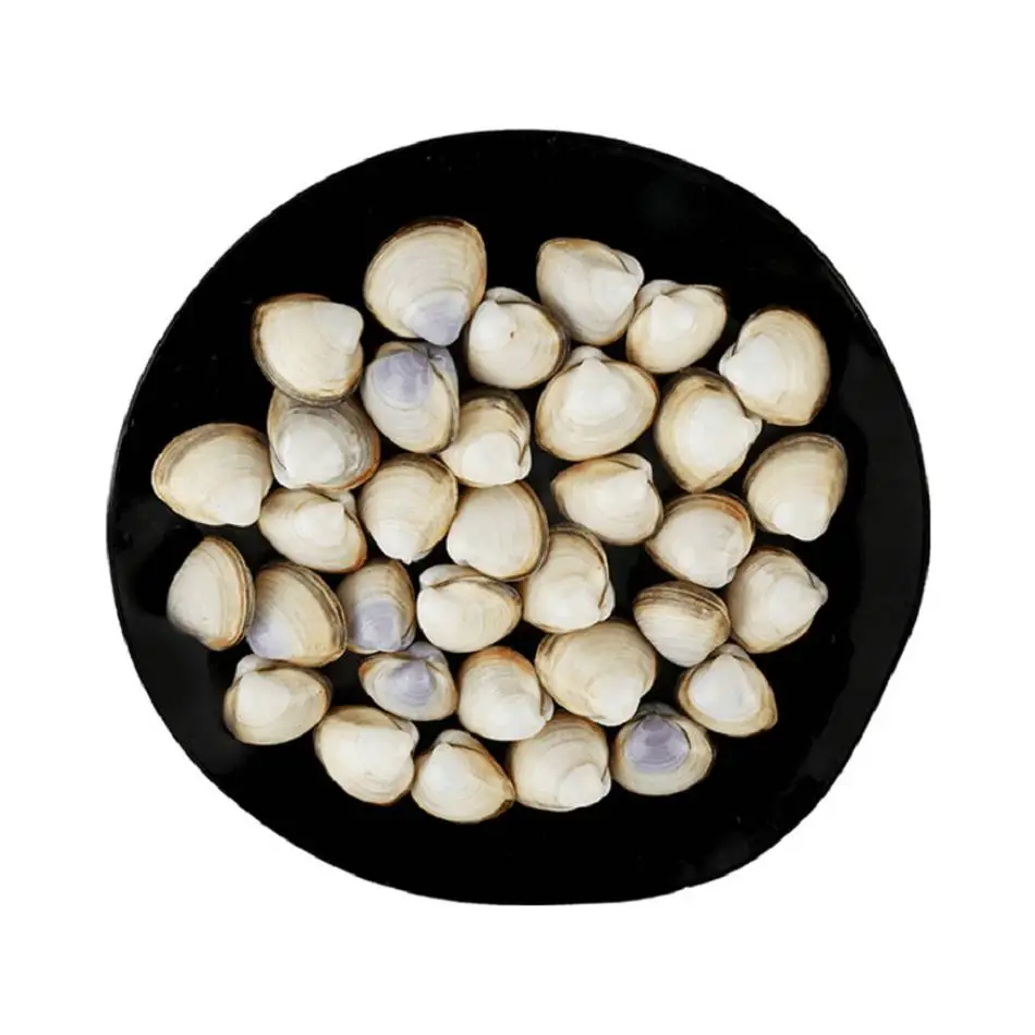 白蛤  450g-500g/份