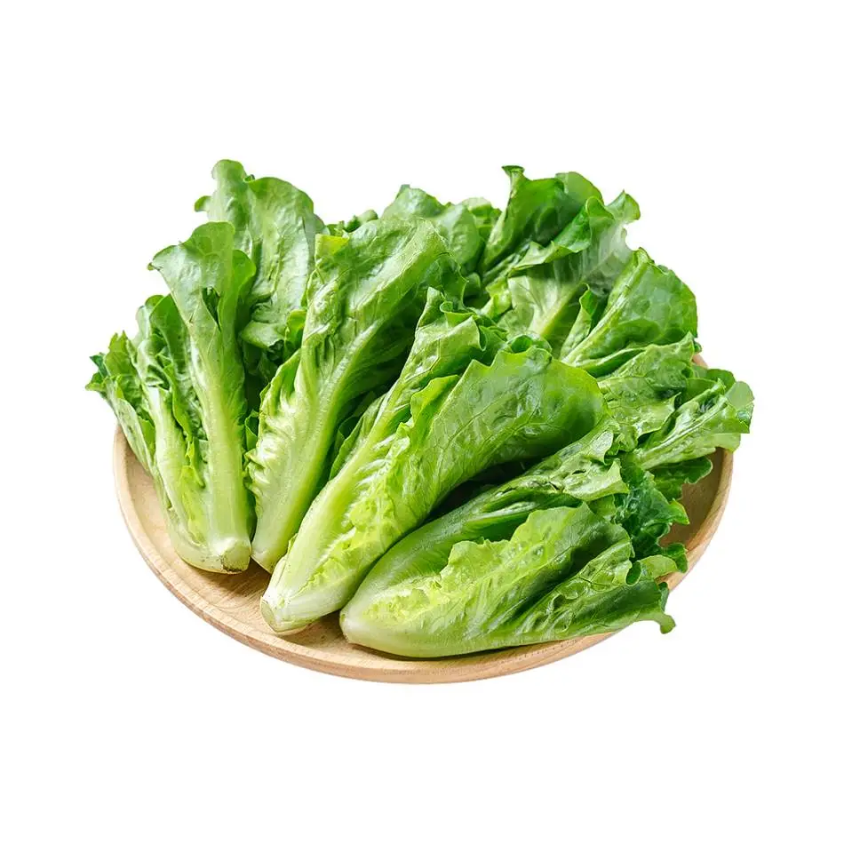 生菜（春菜）  450g-500g/份