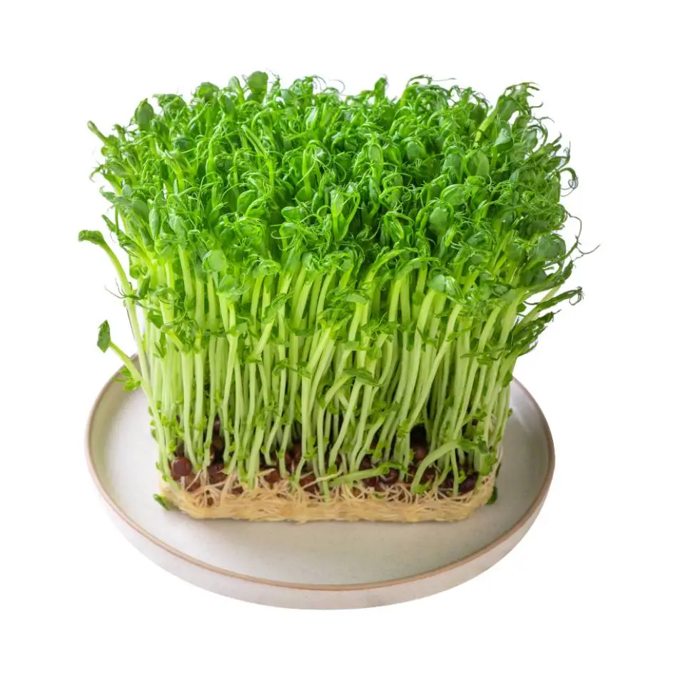 豌豆苗  150g-200g/份