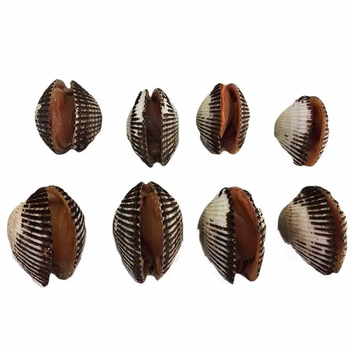 血蛤 450g-500g/份