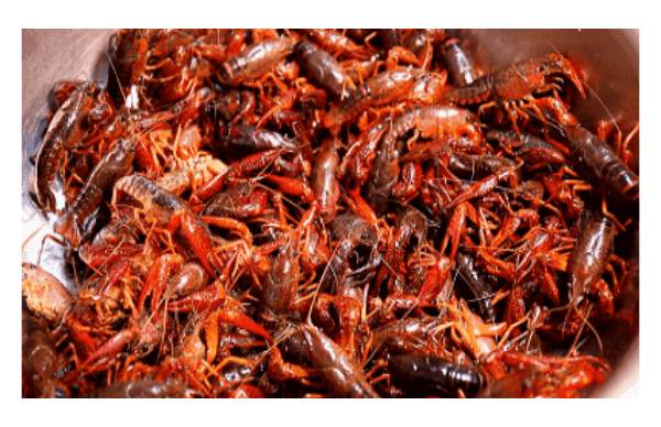 鲜活小青小龙虾    1.5kg/份