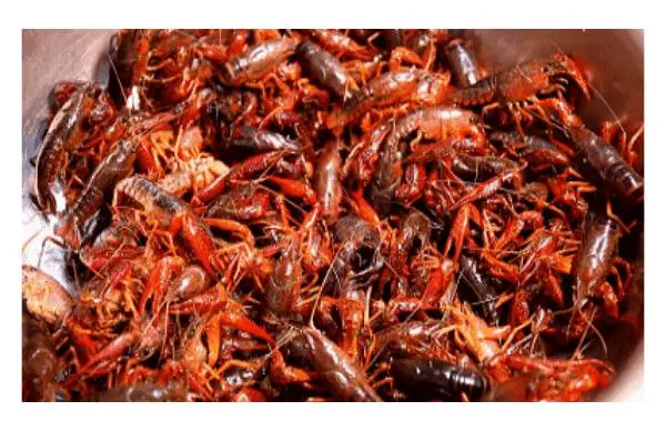 鲜活小青小龙虾    1.5kg/份