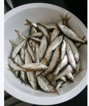 冰鲜鳀鱼450g-500g/份
